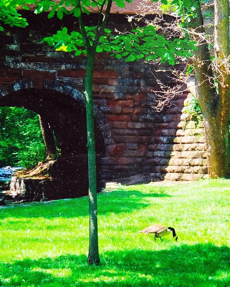 Canadian goose grazes the grass near a large stone bridge arching over a stream.